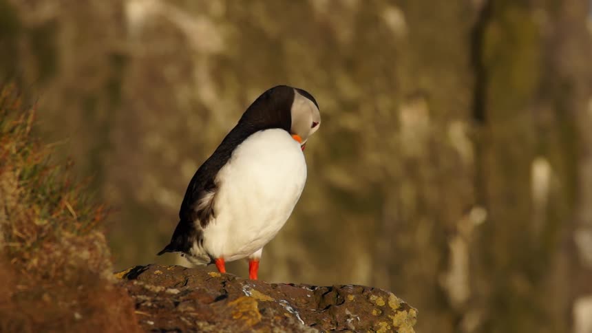A puffin stands on a rock and grooms its feathers
