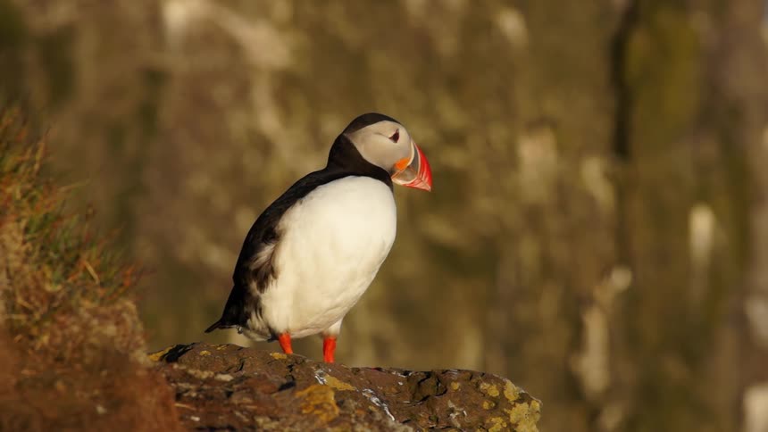 A puffin is grooming itself in a natural landscape during the day