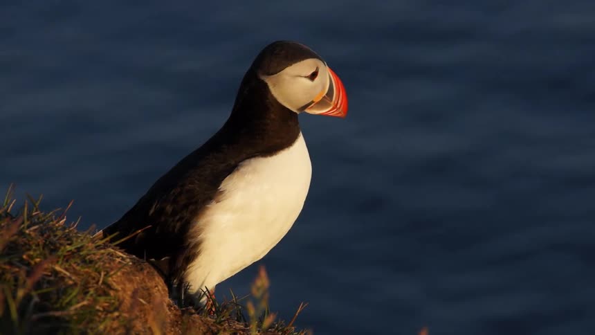 A puffin sits on a grassy mound