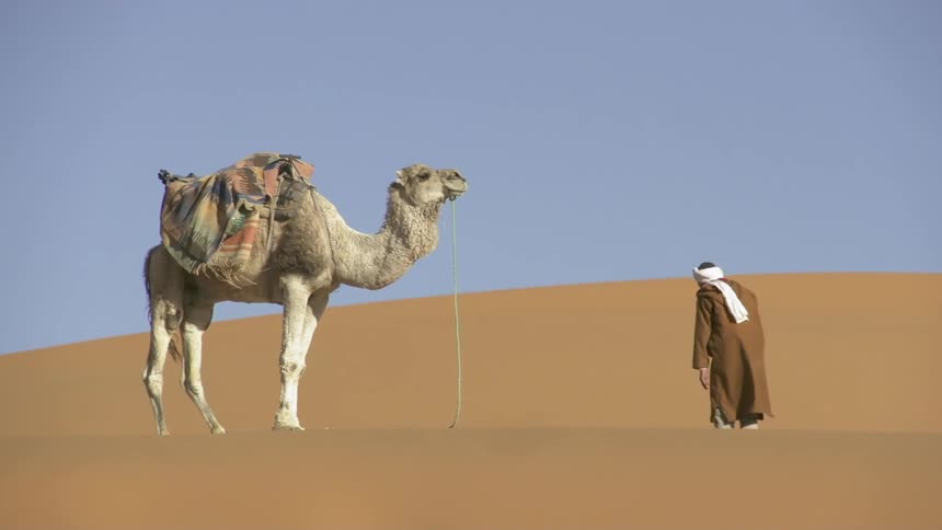 A man is bending to pray as he stands by a camel in the desert during the day