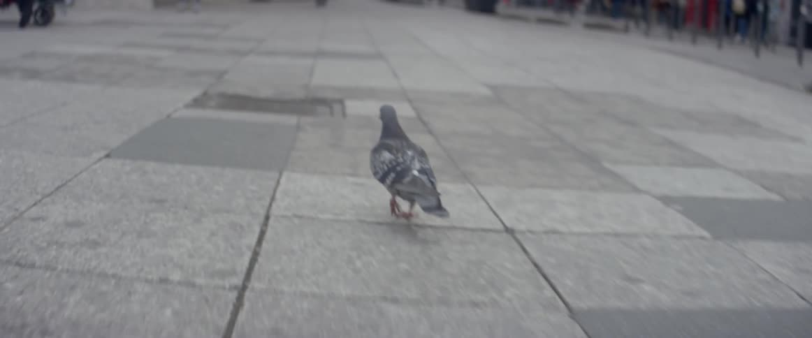 Pigeons are walking on a sidewalk with pedestrians in a city on a cloudy day