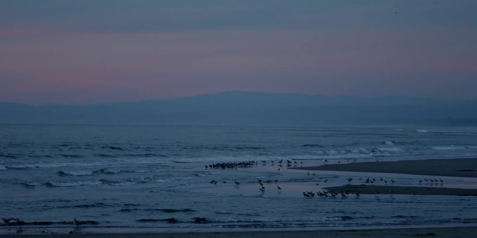 Birds walk on a beach with water splashing to shore at sunset