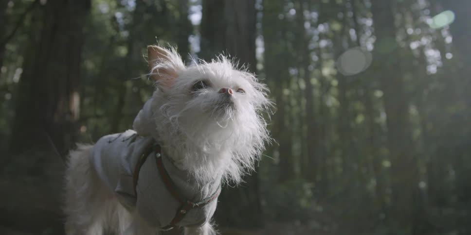 A dog wearing a sweater is standing in a forest during the day
