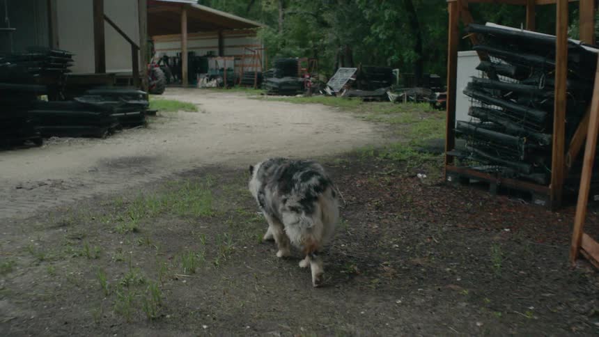 A dog is walking in a yard in a rural area at dusk