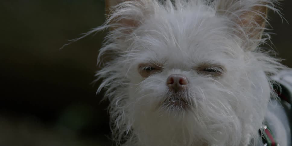 A small dog with white fur looks around and blinks