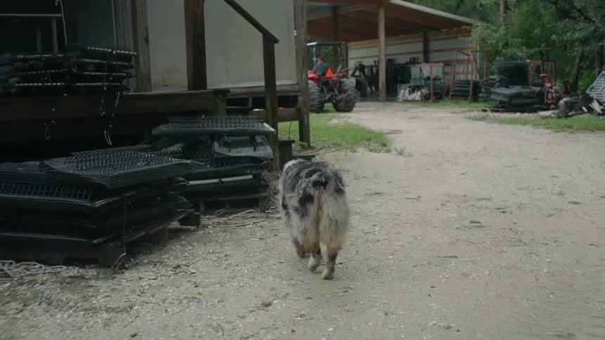 A dog walks outside on a farm