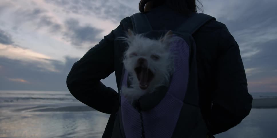 A woman with a dog in her backpack looks out at the ocean at sunset