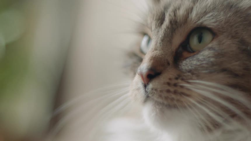 A cat with long whiskers looks upward