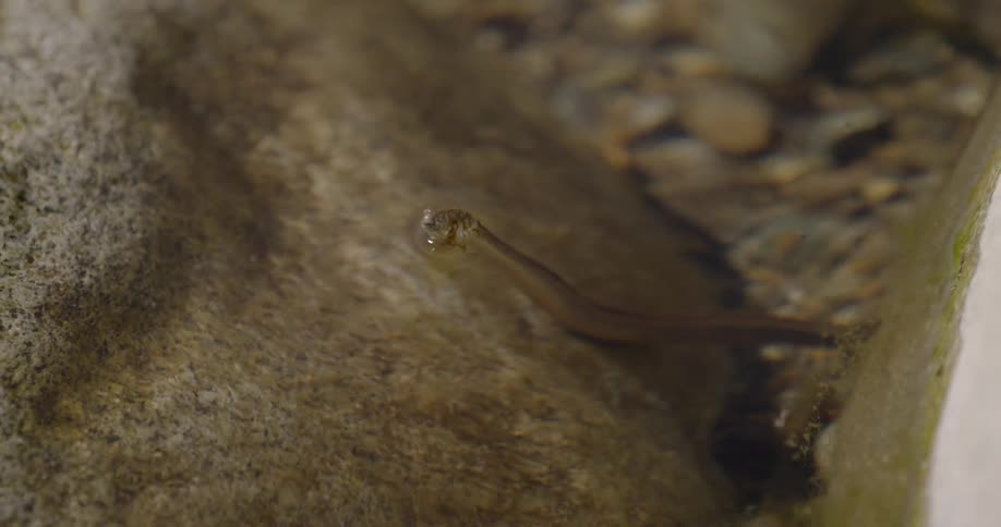 A snake slithers in shallow water