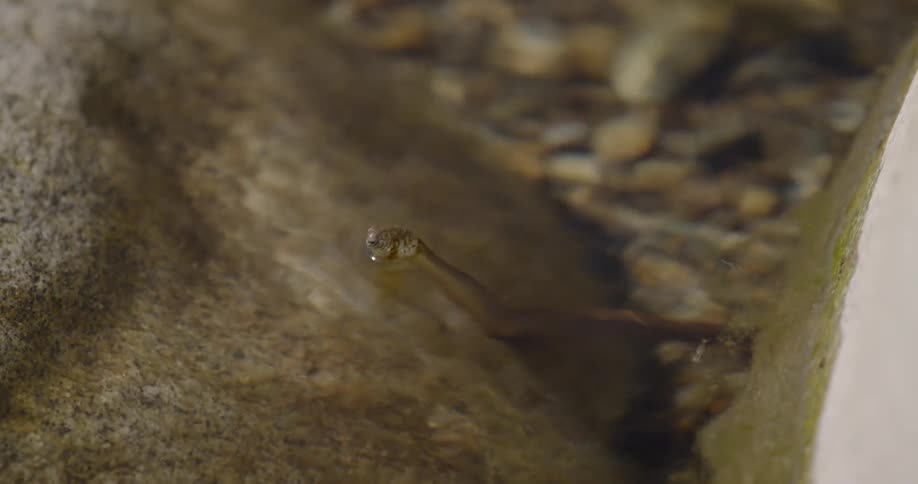A snake sticks its head out of a stream
