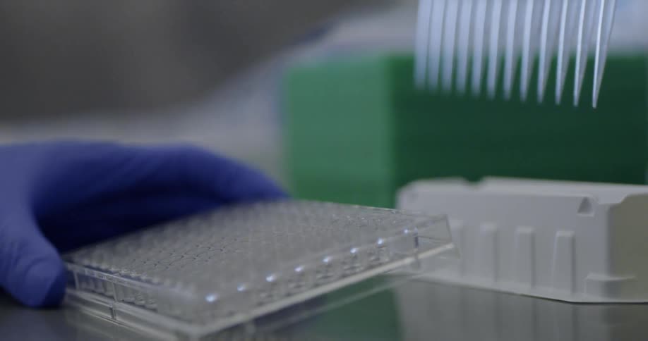 A scientist pipettes liquid in a lab