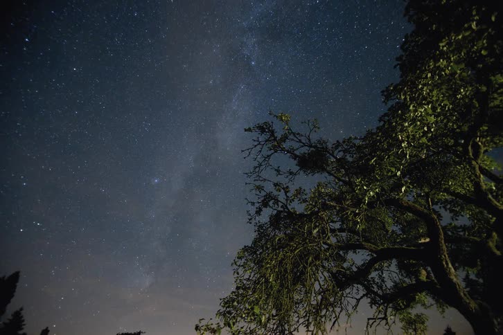 Stars and clouds pass overhead of trees