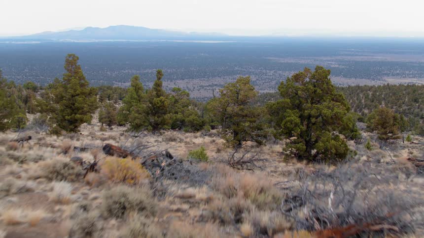 Trees and shrubs cover a hillside in the wilderness