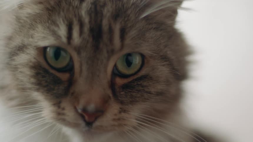 A cat is turning its head looking at its surroundings