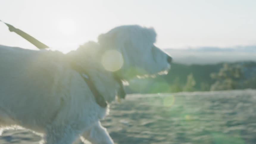 A woman walks a playful dog atop a hill