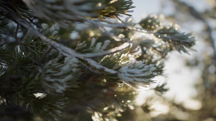 Snow covers some branches and needles of a tree on a sunny day
