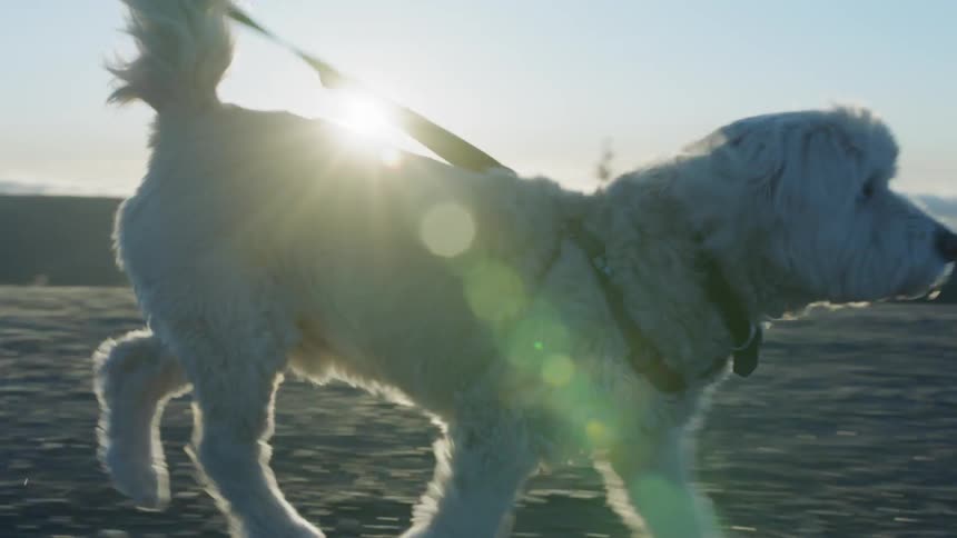 White dog walks then runs on a leash