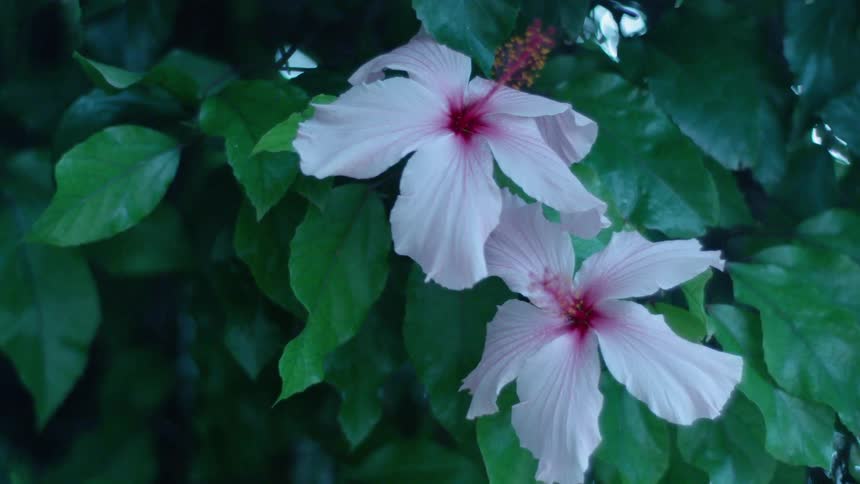 Pink and white flowers surrounded by green leaves