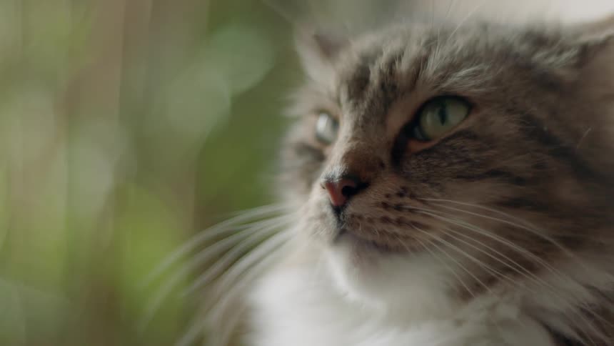 A cat is lying down and watching its surroundings during the day