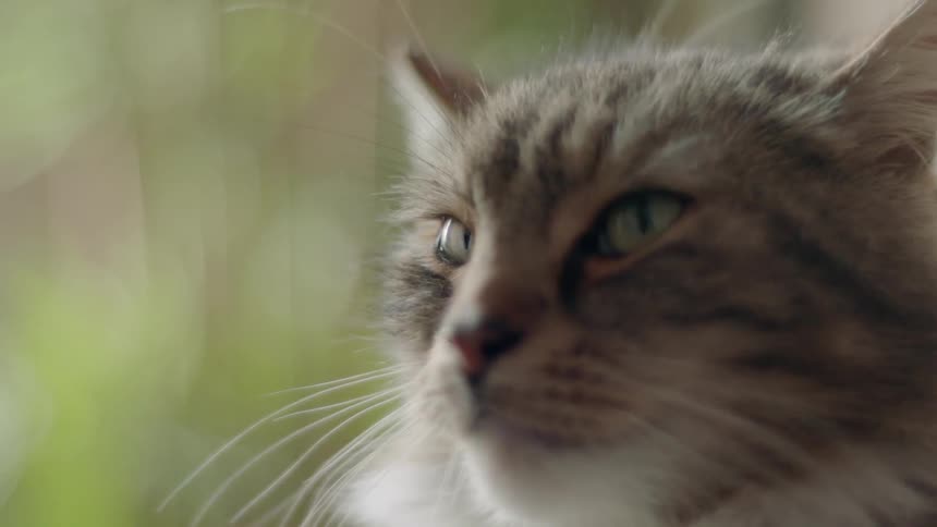 A house cat sits still