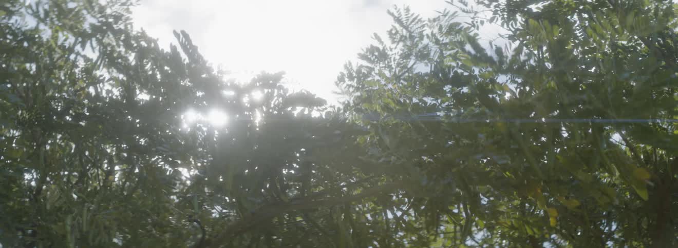 Sunlight streams through a tree canopy