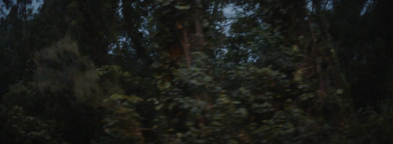 Trees on the side of a road