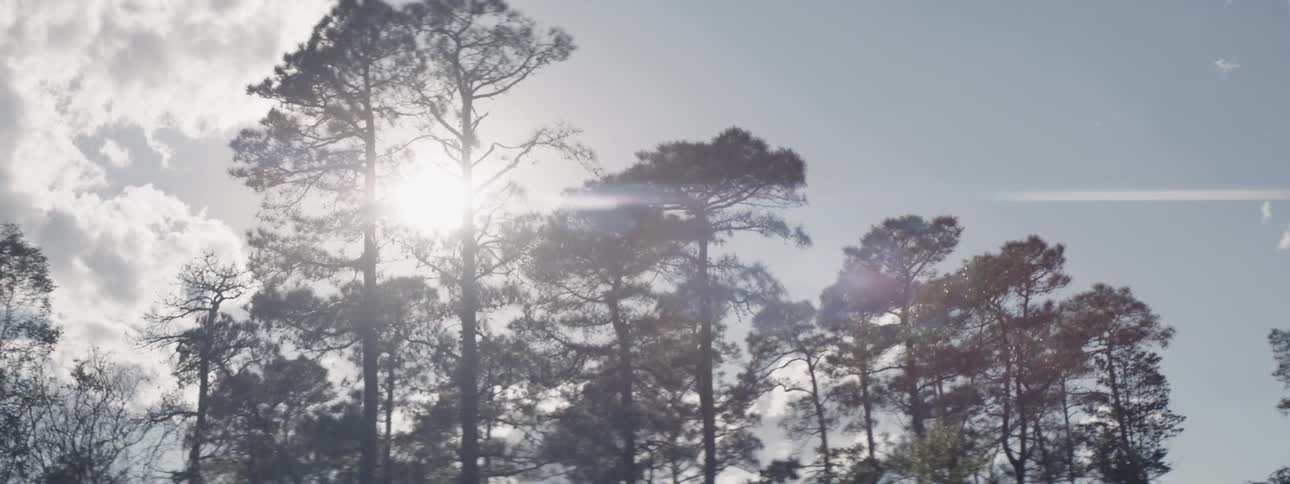 The sun is shining down on a stand of trees