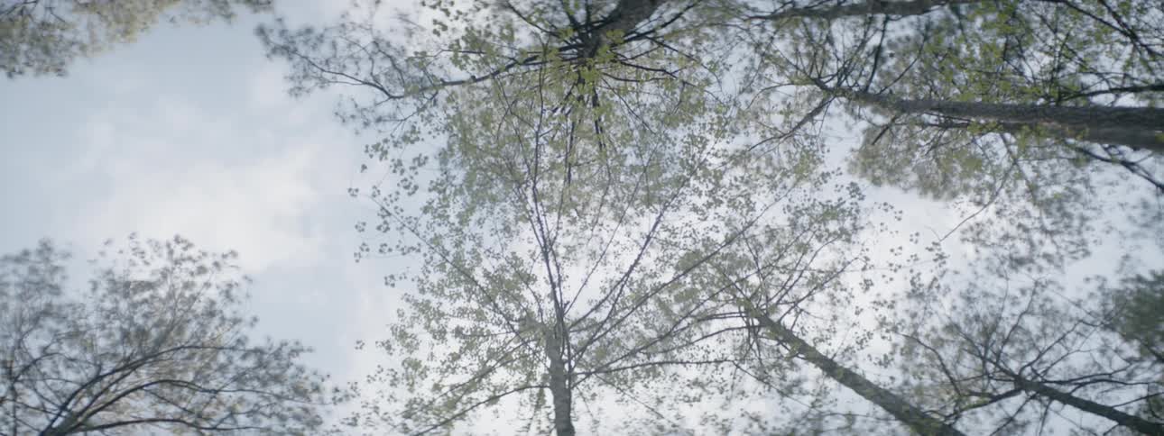 Tree branches and leaves against the sky