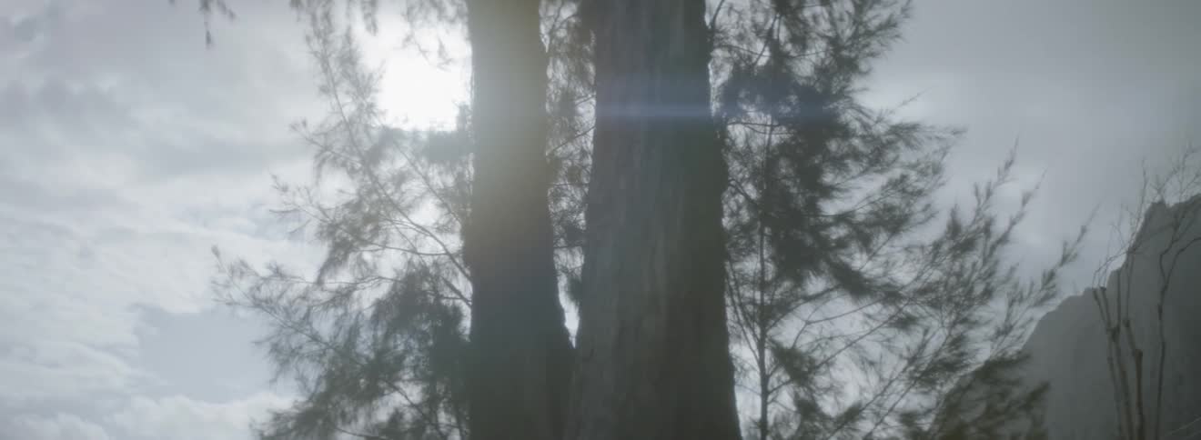 Sunlight shines as tree branches sway in the wind