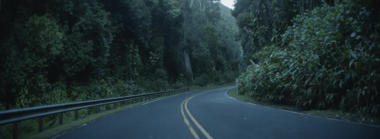 Country road surrounded by trees