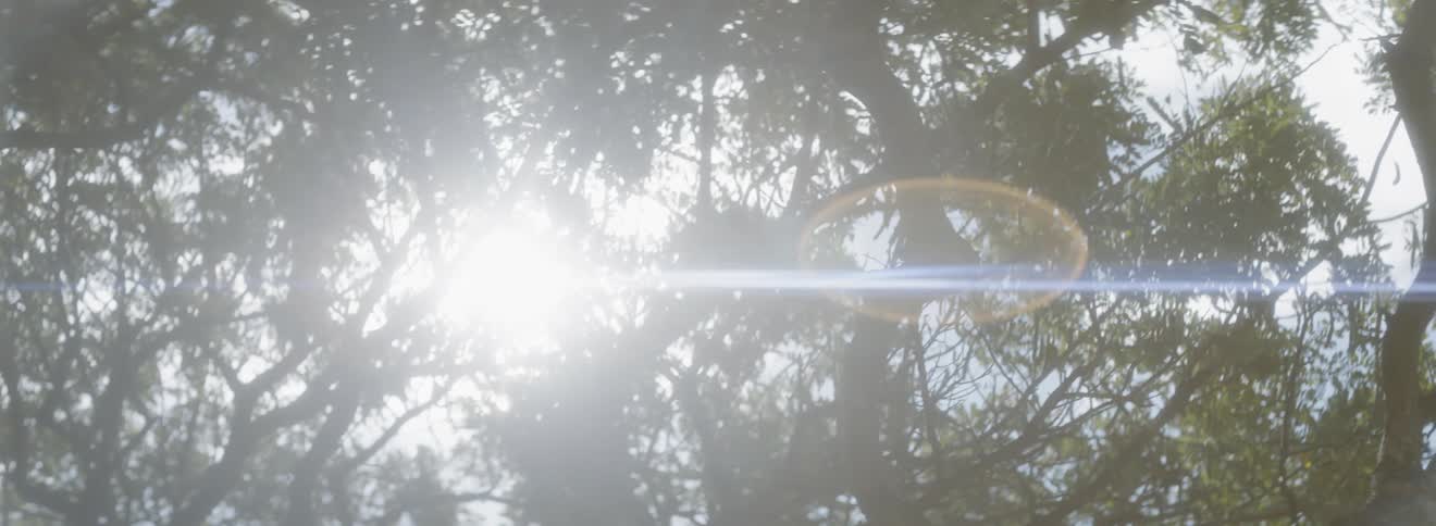 Sunlight streams through a tree canopy