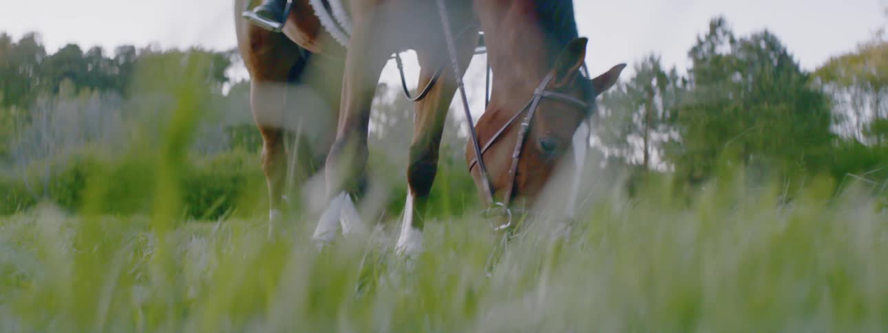 Horse grazes in a field