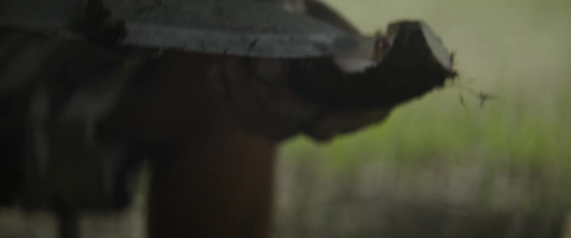 Man whittles a piece of wood