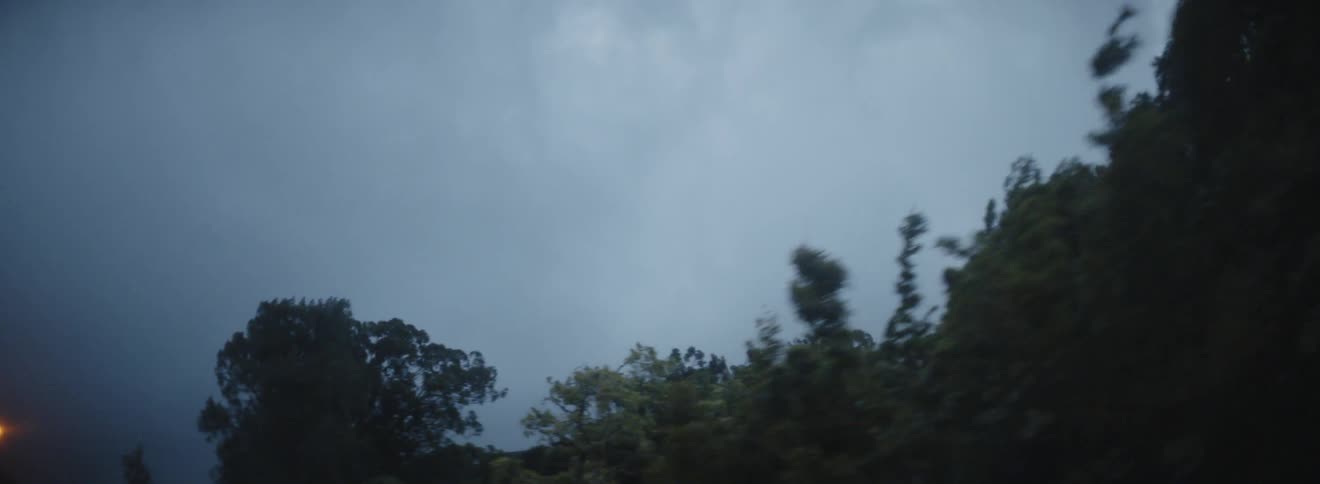 Treetops and an overcast sky