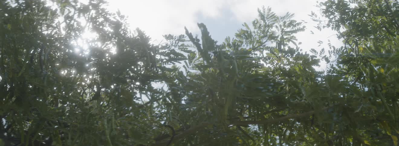 Sun shining through clouds and trees on a cloudy day