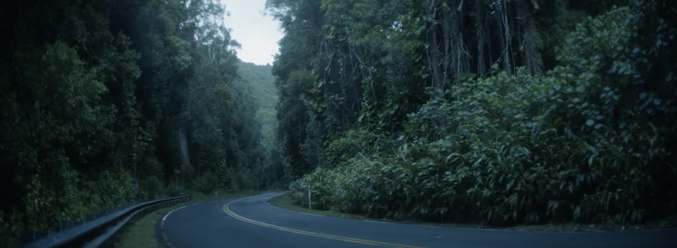 Trees and foliage line a forest road