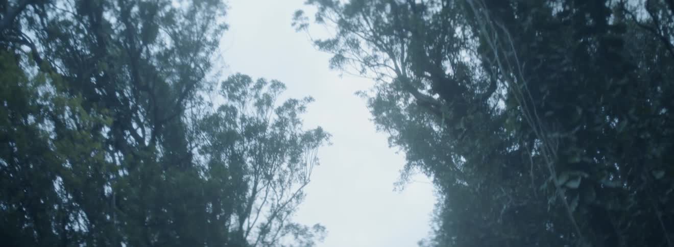 Clouds are hanging over a tree-lined road during the day