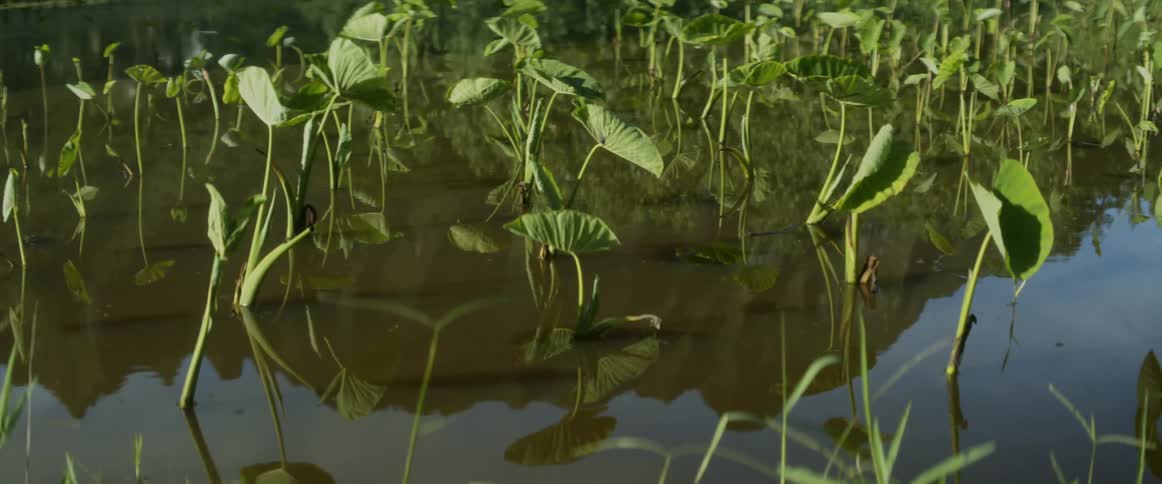 Plants growing out of some calm waters in a shallow area