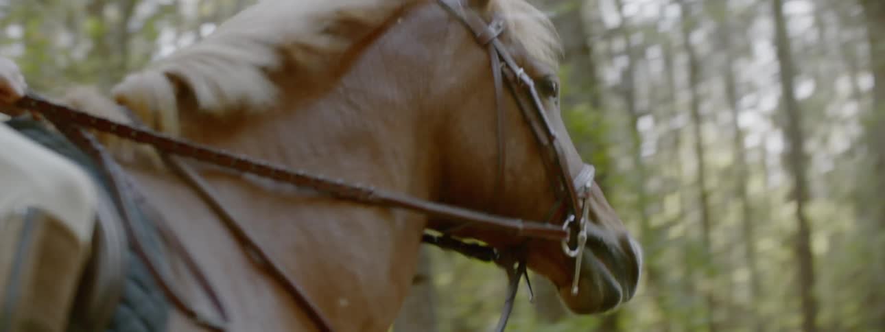 A person rides a horse on a wooded trail