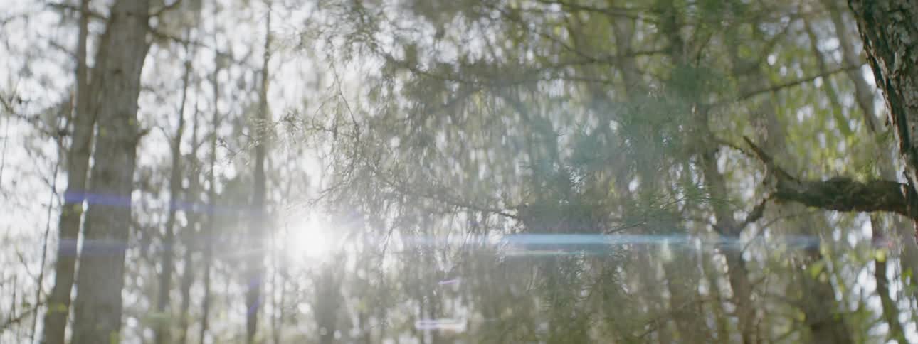 Wind blows through a forest
