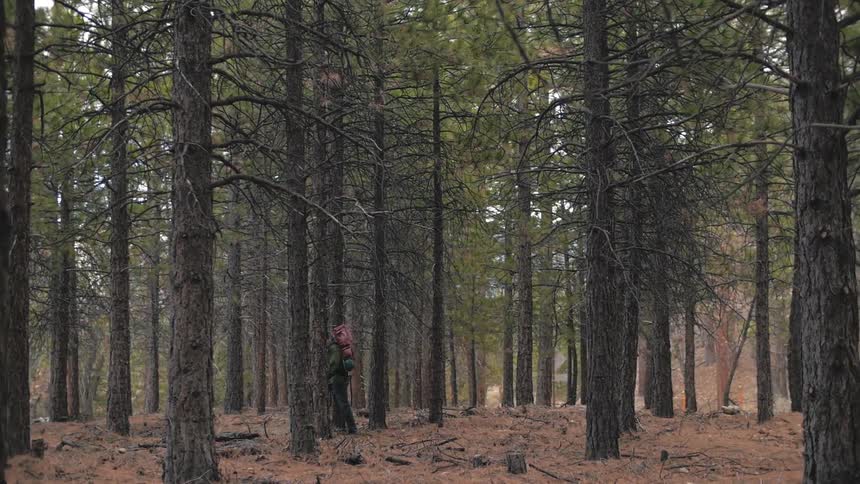 A person hiking in the woods