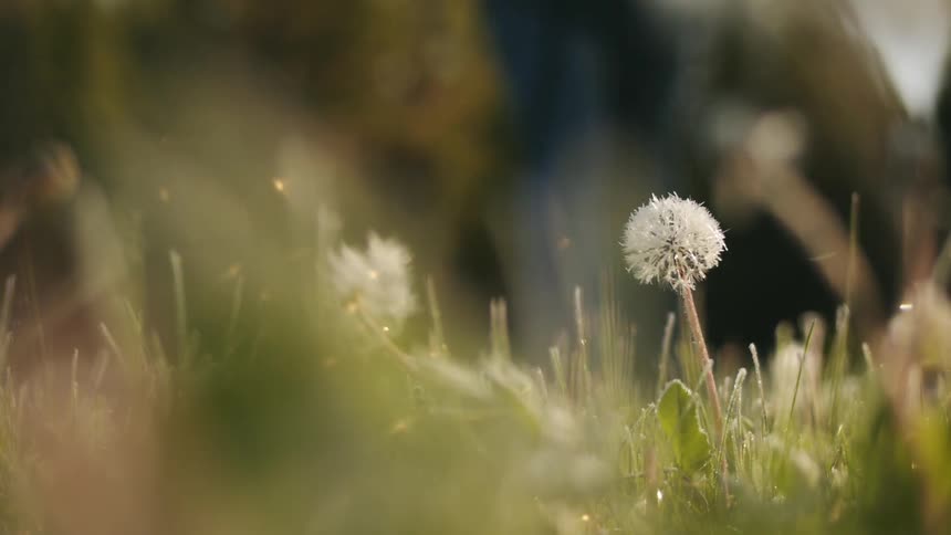 Close up of a grass field as someone walks over