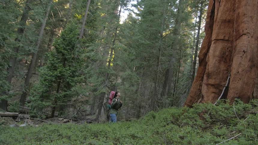 Person hiking in a dense forest walks up to a large tree
