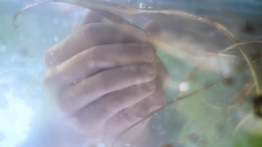 A person sticking their hands into water