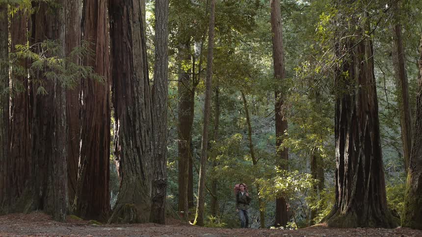 A person hiking in the woods