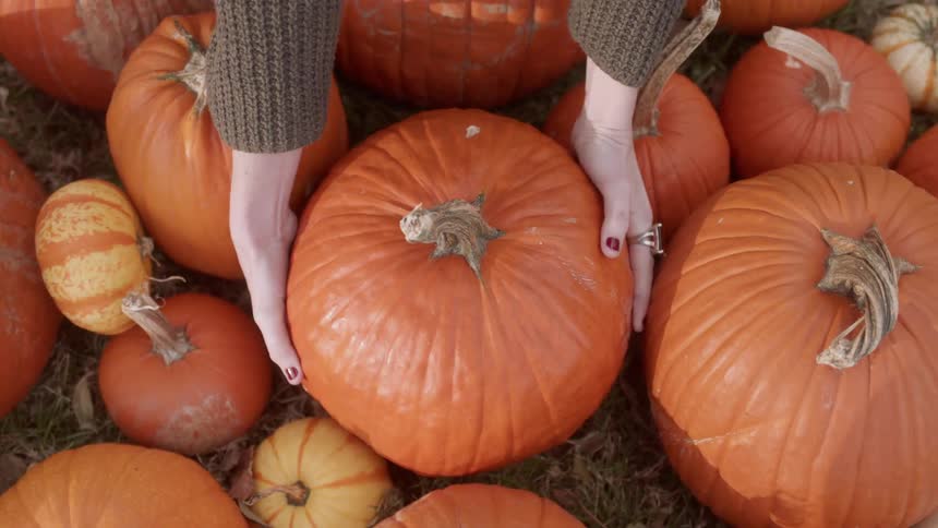 Woman selects a pumpkin from a group of pumpkins