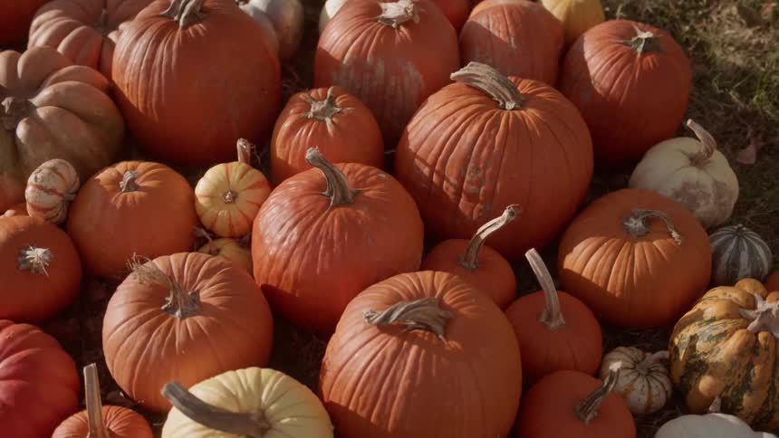Pumpkins are sitting in a pile on the ground on a farm during the day