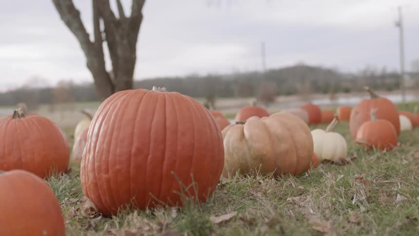 Pumpkins are sitting on the ground on a farm during the day