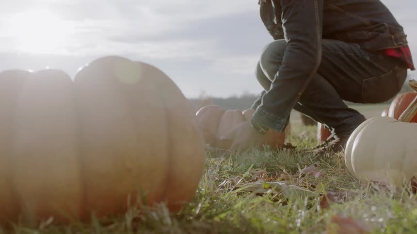 Woman lifts a pumpkin from a pumpkin patch