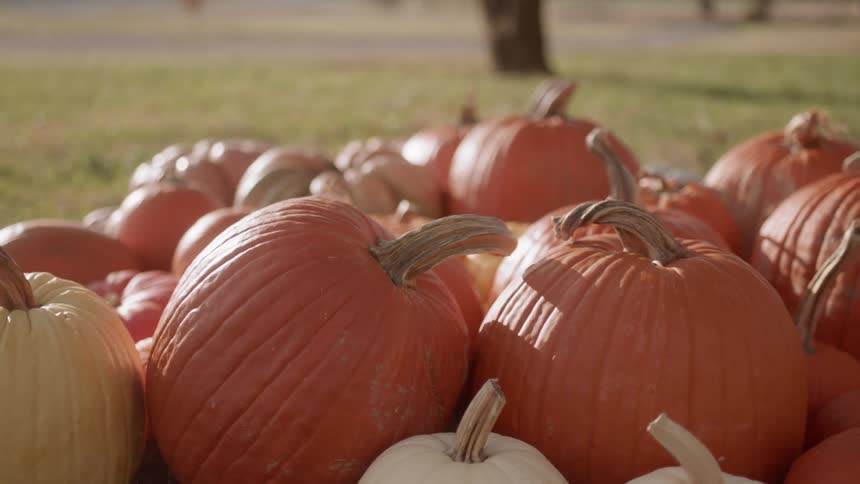 Pumpkins are sitting in a pile on the ground on a farm during the day
